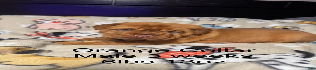 Orange Collar Male
