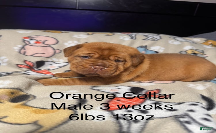 Dogue De Bordeaux dogs for sale - Ad 3