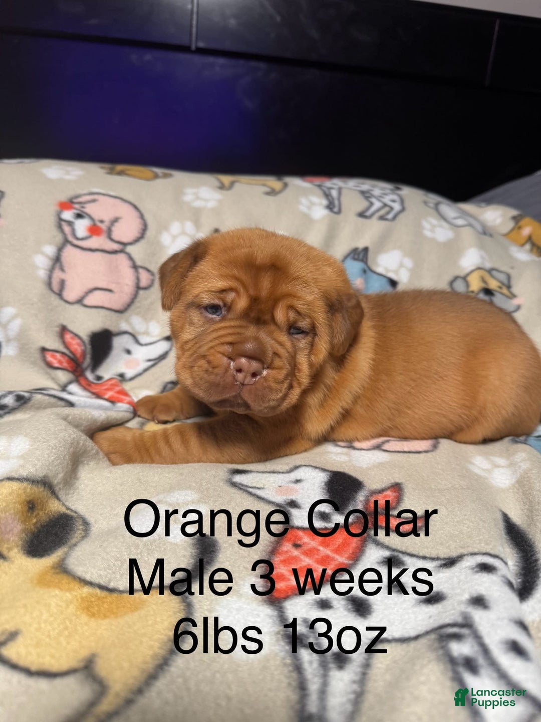 Dogue De Bordeaux dogs for sale: Orange Collar Male - Image 1