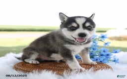 Alaskan Klee Kai dogs for sale: Alex - Image 2