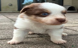  dogs for sale: Pebbles - Image 5