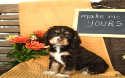Cocker Spaniel dogs for sale: Pippi - Image 2