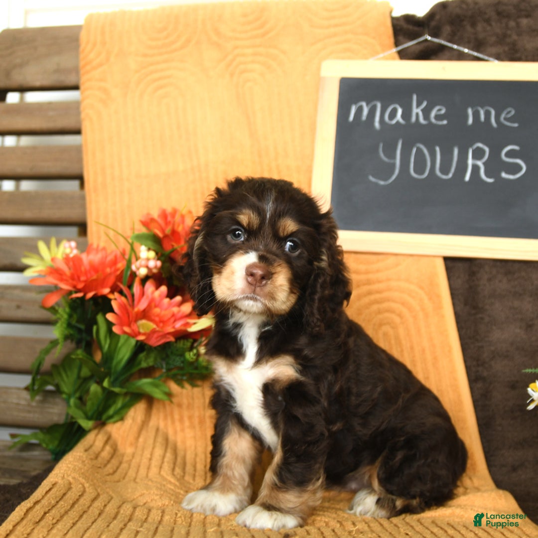 Cocker Spaniel dogs for sale: Pippi - Image 2