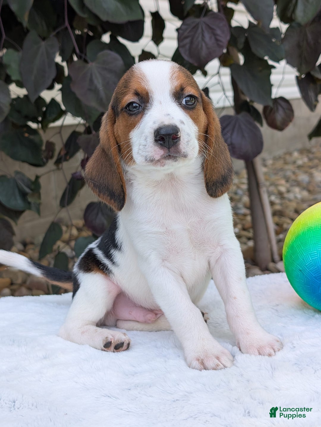 Beagle dogs for sale: Charlie - Image 12