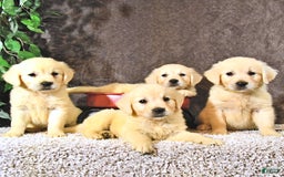 Golden Retriever dogs for sale: Bella - Image 3
