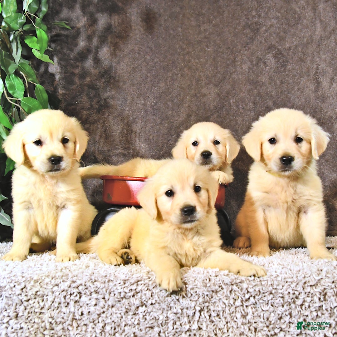 Golden Retriever dogs for sale: Bella - Image 3