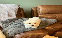 Maltese dogs for sale: Archer - Image 1