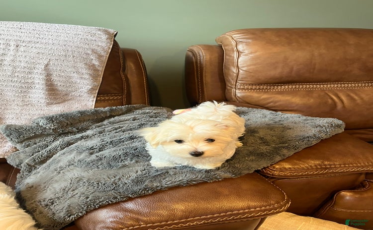 Maltese dogs for sale - Ad 1