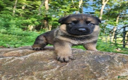 German Shepherd dogs for sale: Kaja - Image 22