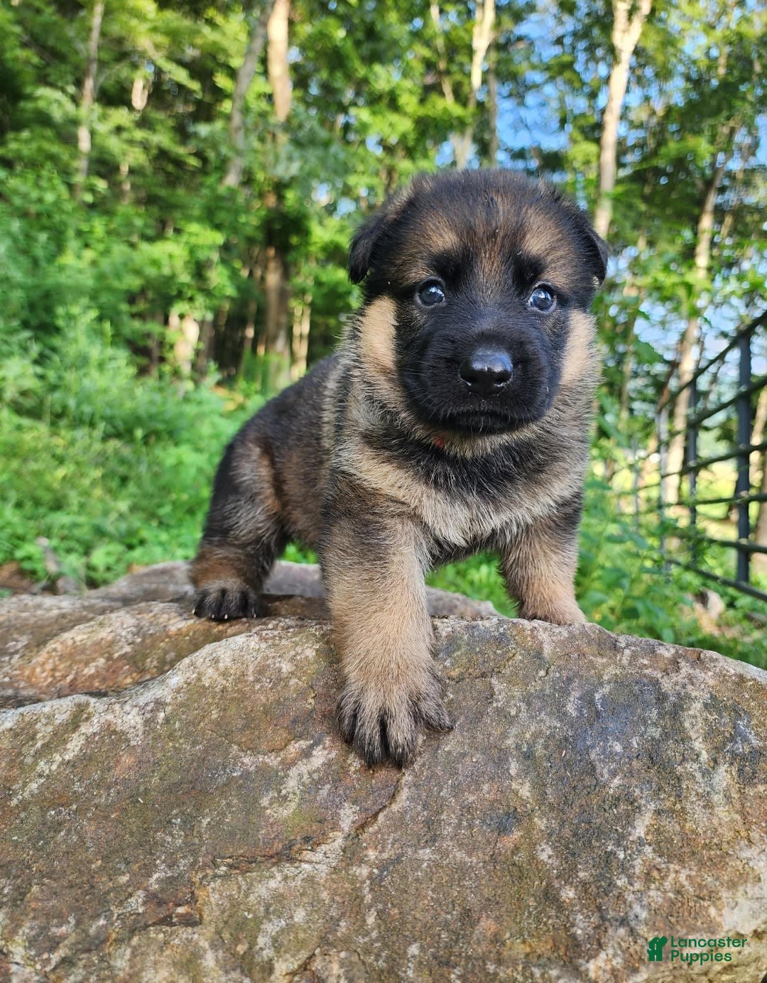 German Shepherd dogs for sale: Kaja - Image 22