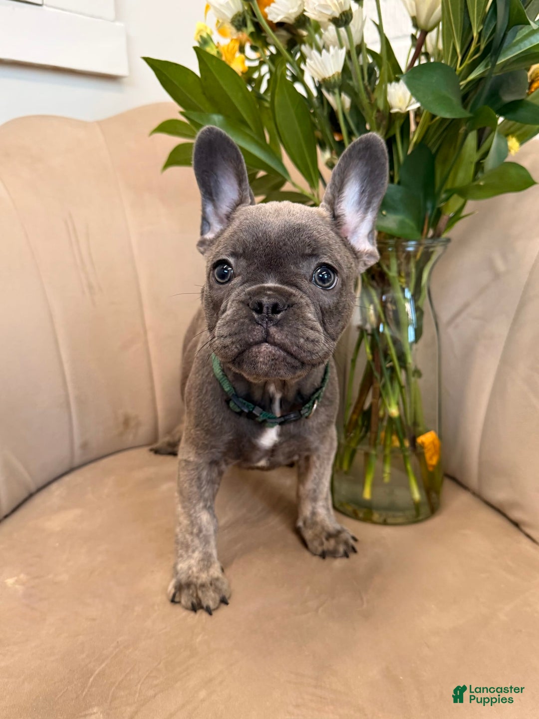 French Bulldog dogs for sale: Avery - Image 3