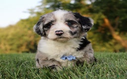 Mini Aussiedoodle dogs for sale: Wyatt - Image 1