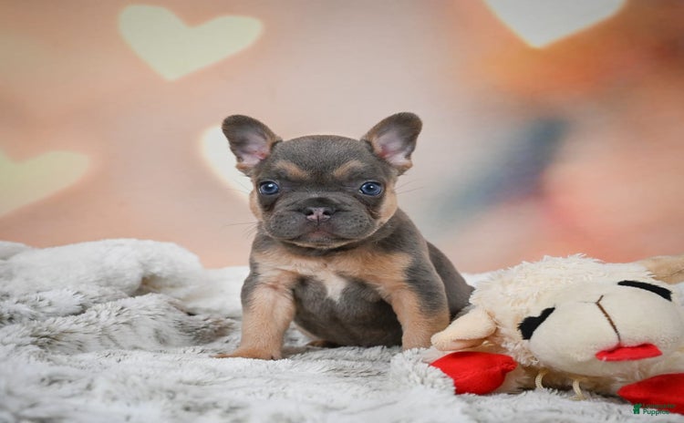 French Bulldog dogs for sale - Ad 4