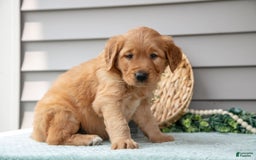 Golden Retriever dogs for sale: Newton - Image 4