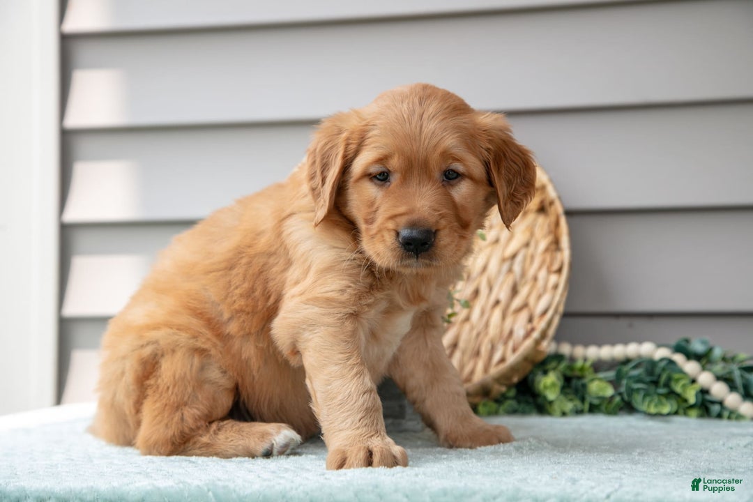 Golden Retriever dogs for sale: Newton - Image 4