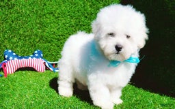 Maltipoo dogs for sale: Tiger - Image 13