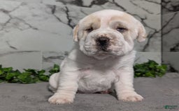 Mini Hippo dogs for sale: Casey - Image 12