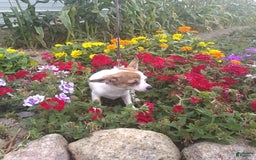 Chihuahua dogs for sale: Nettie - Image 4