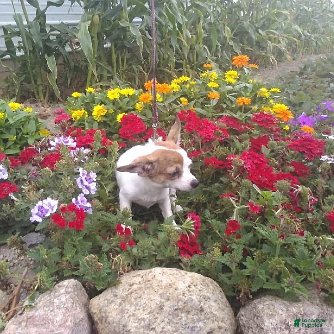 Chihuahua dogs for sale: Nettie - Image 4
