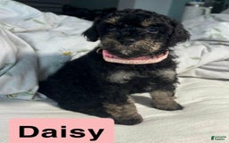Cavapoo dogs for sale: Daisy - Image 2