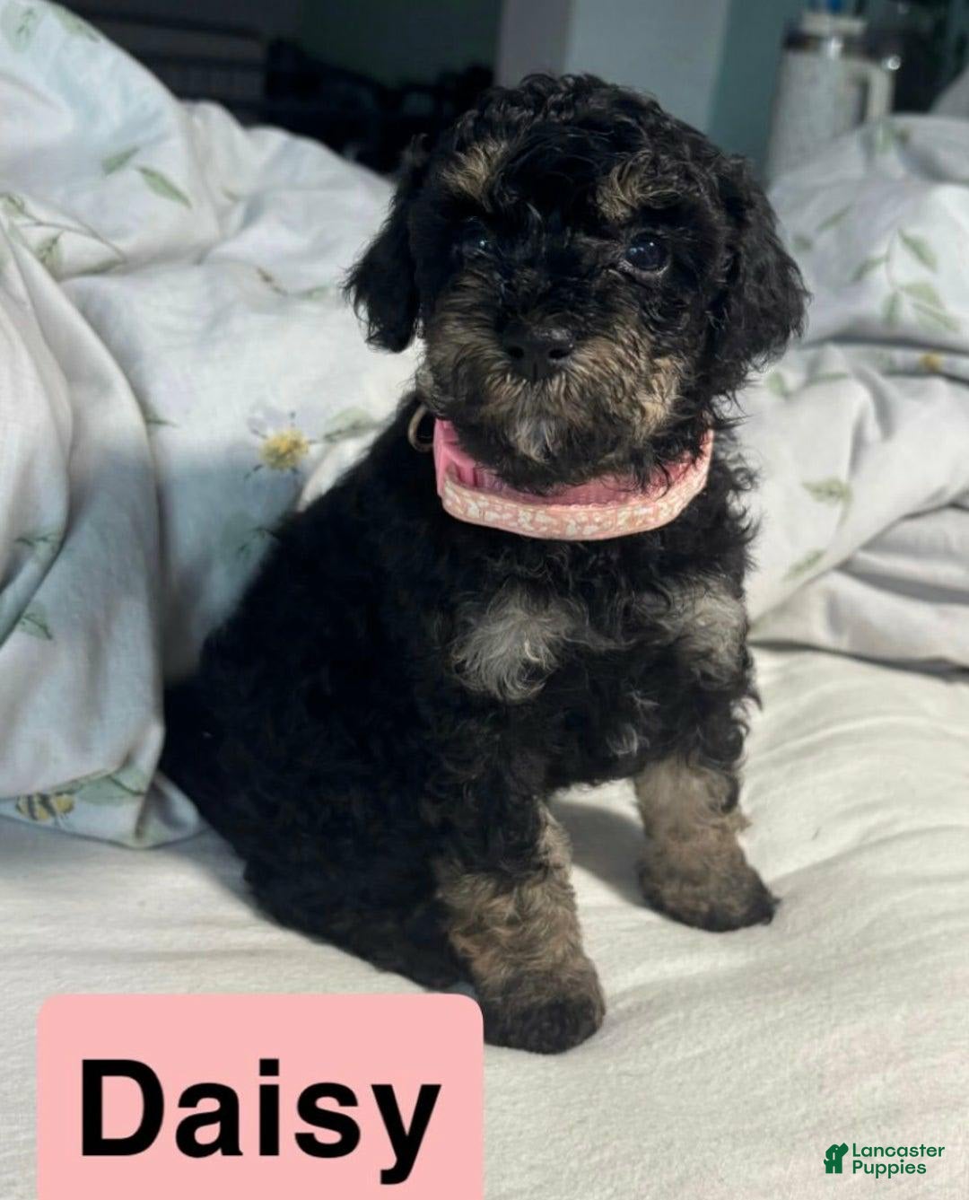 Cavapoo dogs for sale: Daisy - Image 2