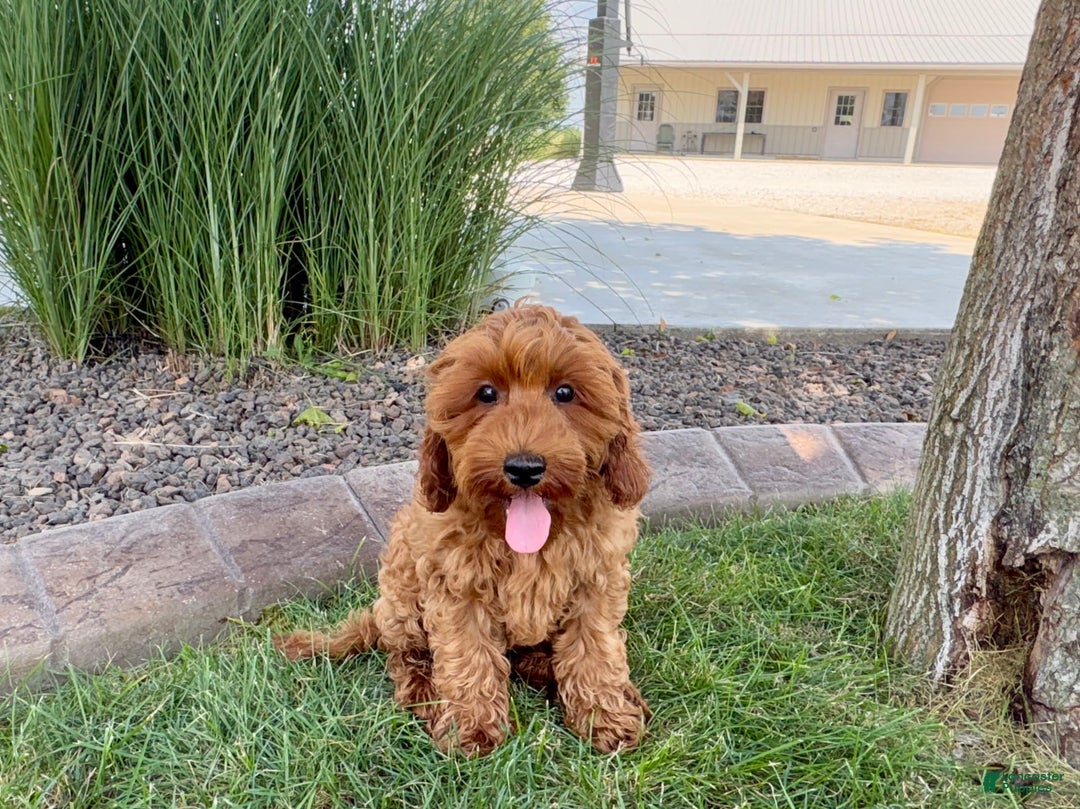 Cockapoo dogs for sale: Henry - Image 1