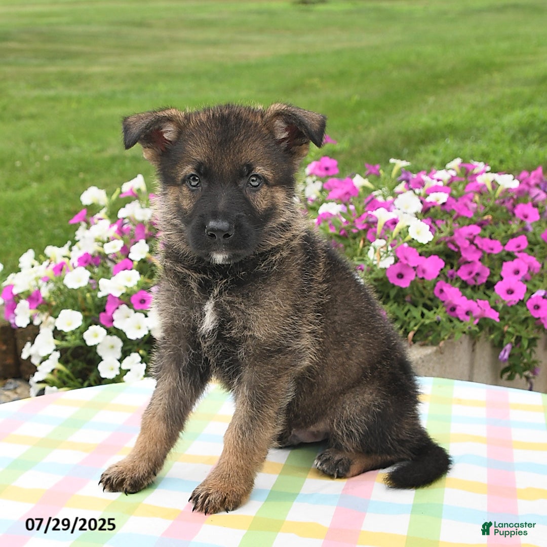 German Shepherd dogs for sale: Brutus - Image 1