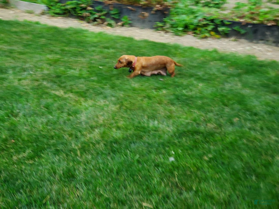 Dachshund dogs for sale: Otis - Image 22