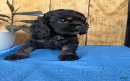 Cocker Spaniel dogs for sale: Tara - Image 11