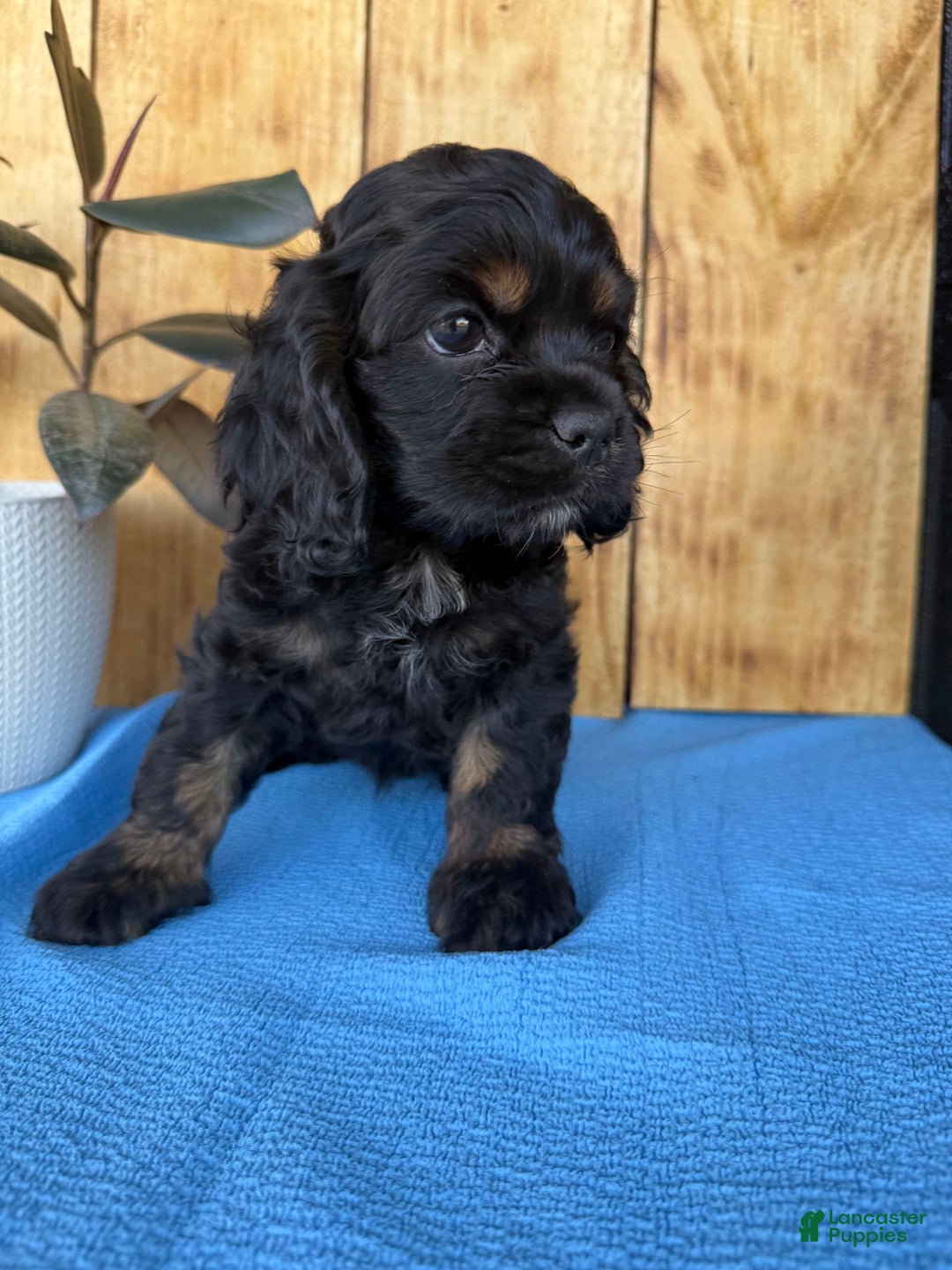 Cocker Spaniel dogs for sale: Tara - Image 11