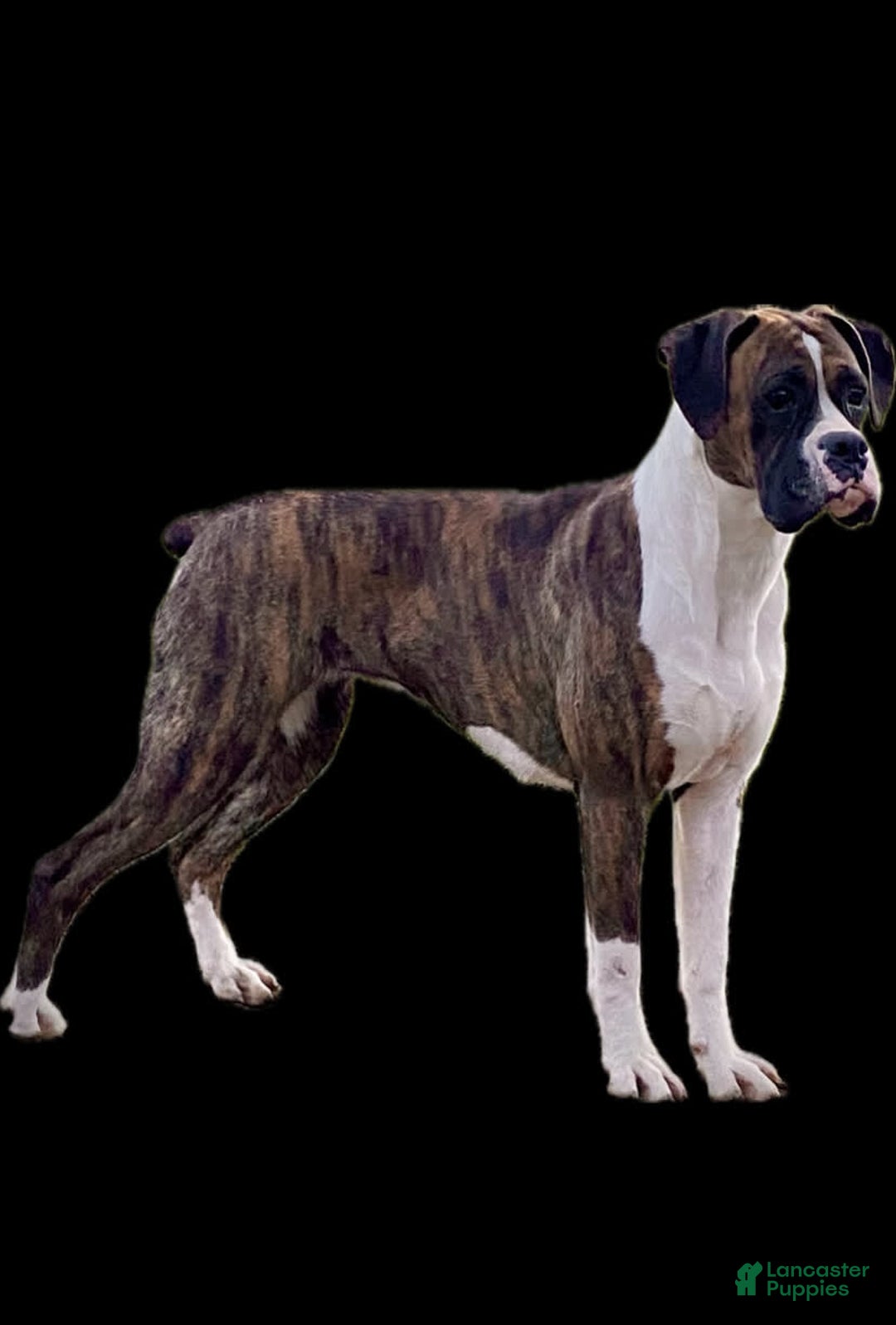 Boxer dogs for sale: River - Image 18