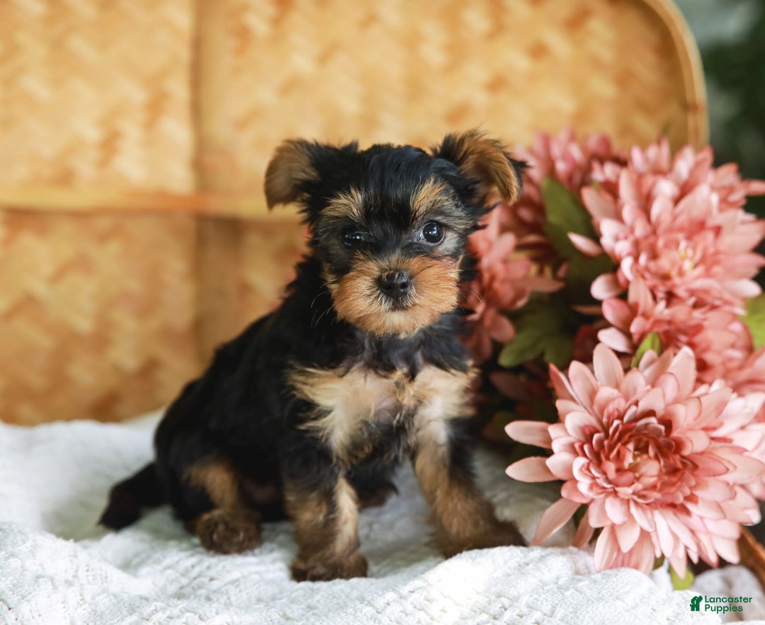 Yorkshire Terrier dogs for sale: Lillian Teacup - Image 3