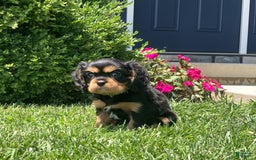 Cavalier King Charles Spaniel dogs for sale: Boomer - Image 13