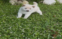Shiba Inu dogs for sale: Aiko - Image 3