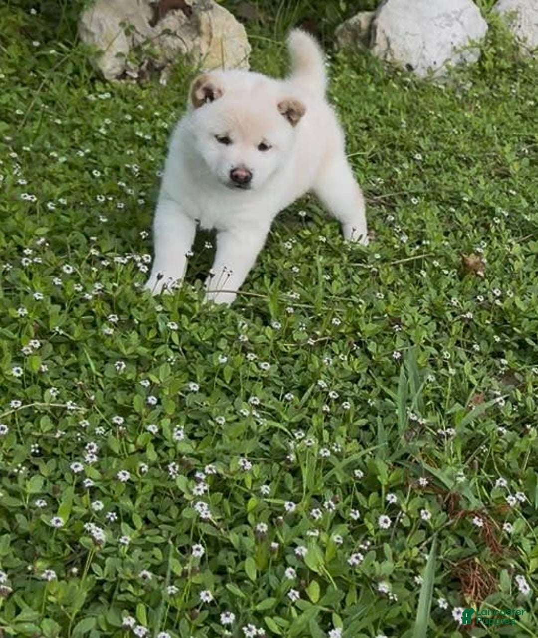 Shiba Inu dogs for sale: Aiko - Image 3