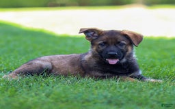 German Shepherd dogs for sale: Rolf - Image 9