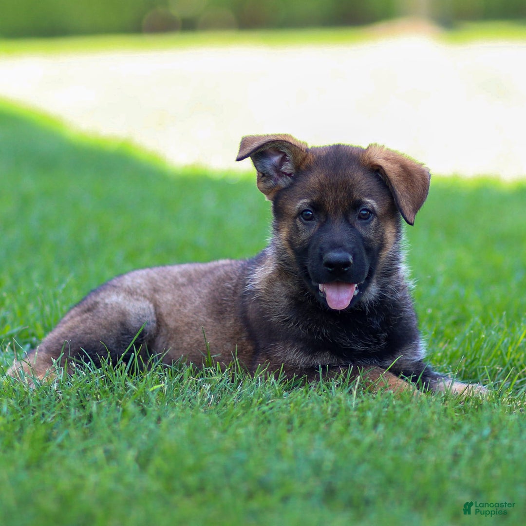 German Shepherd dogs for sale: Rolf - Image 9