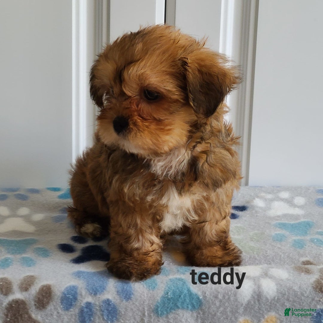 Shorkie dogs for sale: Teddy - Image 3