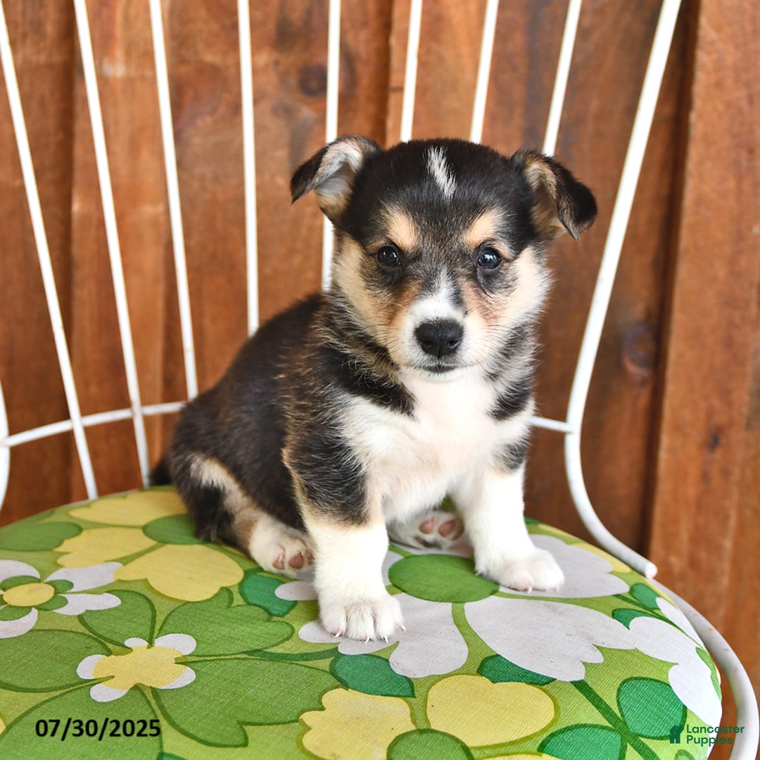 Welsh Corgi Pembroke dogs for sale: Sunny - Image 3