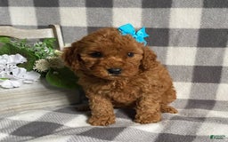 Mini Goldendoodle dogs for sale: Libby - Image 2