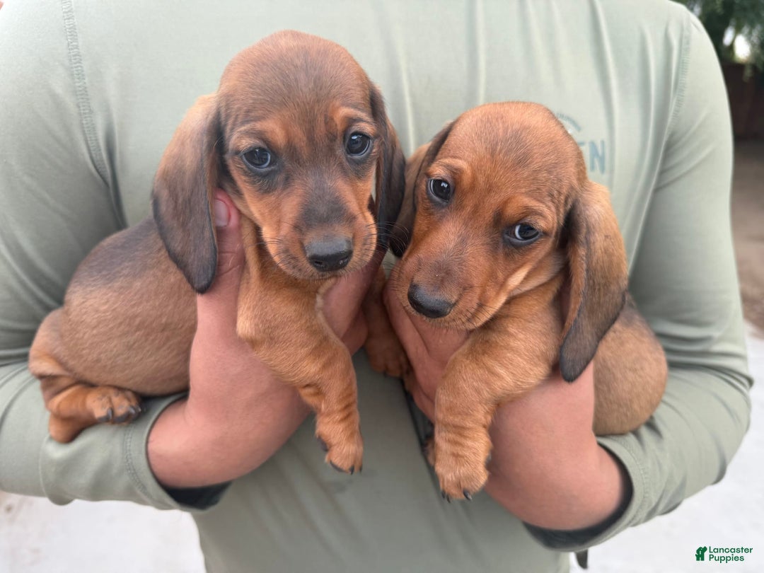Miniature Dachshund dogs for sale: Twins - Image 14