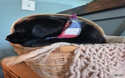 Labrador Retriever dogs for sale: Stanley Hudson - Image 3