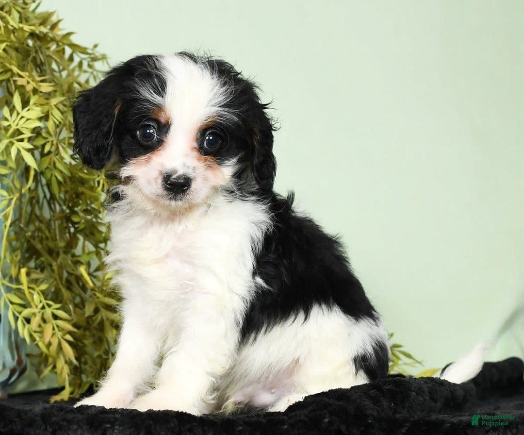 Cavapoo dogs for sale: Firecracker - Image 7