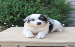 Miniature Australian Shepherd dogs for sale: Easton - Image 1