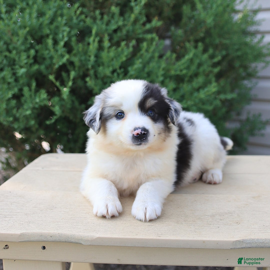 Miniature Australian Shepherd dogs for sale: Easton - Image 1