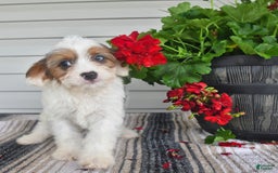 Cavapoo dogs for sale: Maggie - Image 7