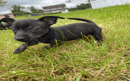 Chihuahua dogs for sale: Scrappy - Image 2