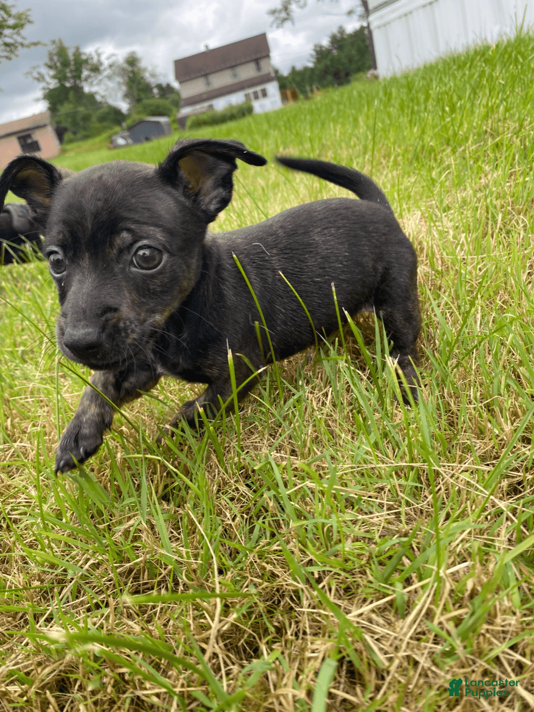 Chihuahua dogs for sale: Scrappy - Image 2