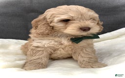 Cockapoo dogs for sale: Enzo - Image 1