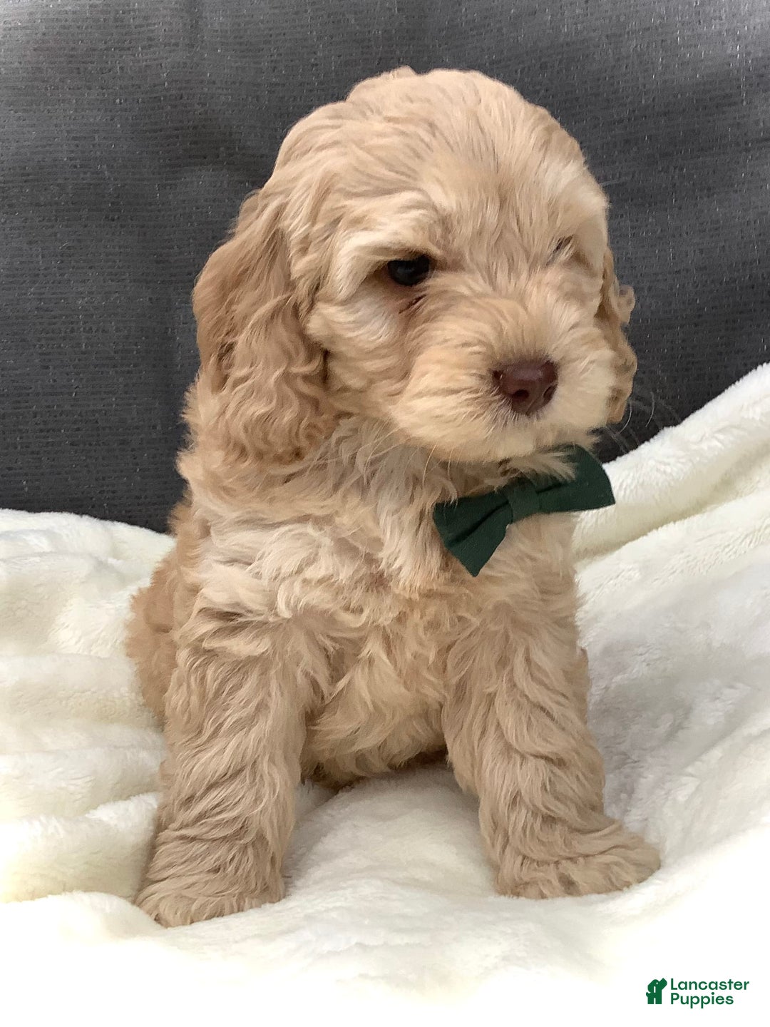 Cockapoo dogs for sale: Enzo - Image 1